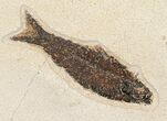 x Phareodus & Knightia Fossil Fish Plate (Free Shipping) #17994-6